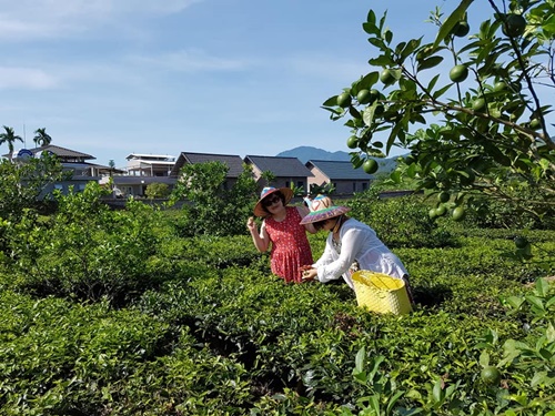 Khu vườn trồng chè,