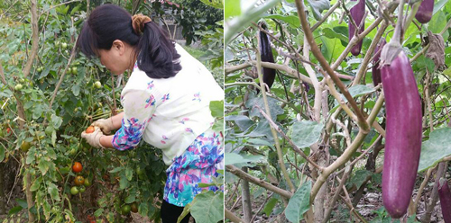 Vừa về hưu nên cô Tâm lại càng có thời gian chăm sóc cho ngôi nhà vườn của mình. Dưới bàn tay khéo léo của cô, cây cối thi nhau đâm chồi nảy lộc.